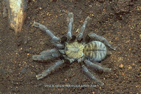 female omothymus spider|Malaysian earthtiger tarantula